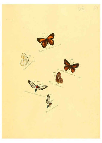 Reproducción/Reproduction 6105788781: Zuträge zur Sammlung exotischer Schmettlinge [sic] atlas Augsburg :bey dem Verfasser zu finden,1818-1837