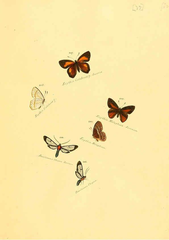 Reproducción/Reproduction 6105788781: Zuträge zur Sammlung exotischer Schmettlinge [sic] atlas Augsburg :bey dem Verfasser zu finden,1818-1837