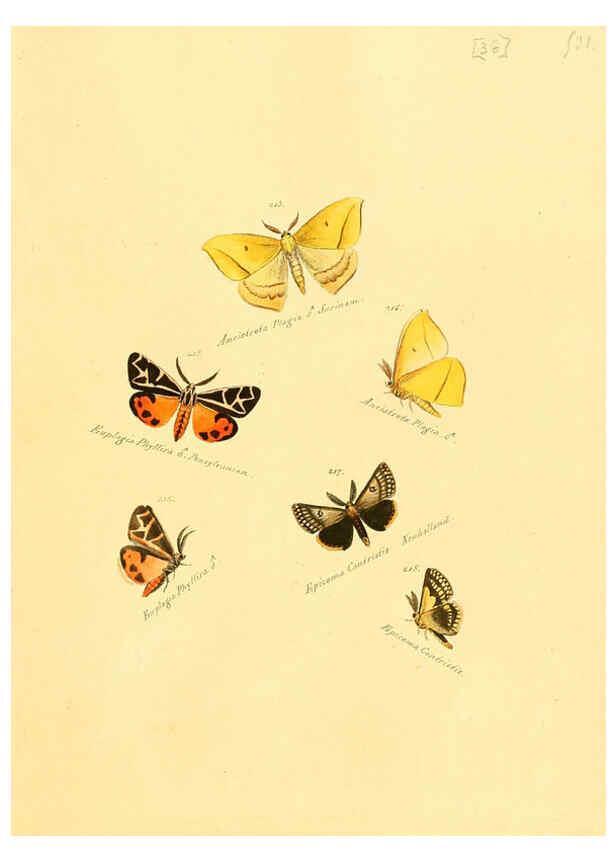 Reproducción/Reproduction 6106333330: Zuträge zur Sammlung exotischer Schmettlinge [sic] atlas Augsburg :bey dem Verfasser zu finden,1818-1837