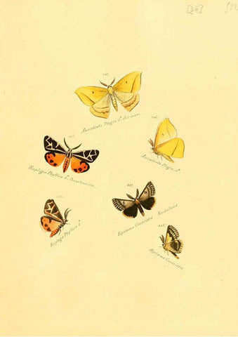 Reproducción/Reproduction 6106333330: Zuträge zur Sammlung exotischer Schmettlinge [sic] atlas Augsburg :bey dem Verfasser zu finden,1818-1837