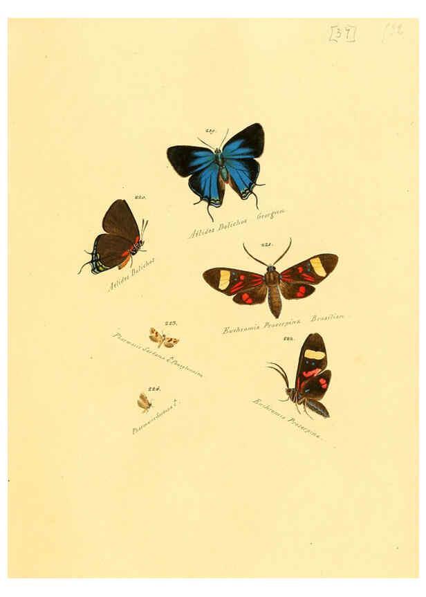 Reproducción/Reproduction 6106333624: Zuträge zur Sammlung exotischer Schmettlinge [sic] atlas Augsburg :bey dem Verfasser zu finden,1818-1837