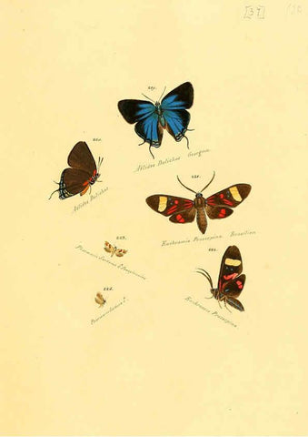 Reproducción/Reproduction 6106333624: Zuträge zur Sammlung exotischer Schmettlinge [sic] atlas Augsburg :bey dem Verfasser zu finden,1818-1837