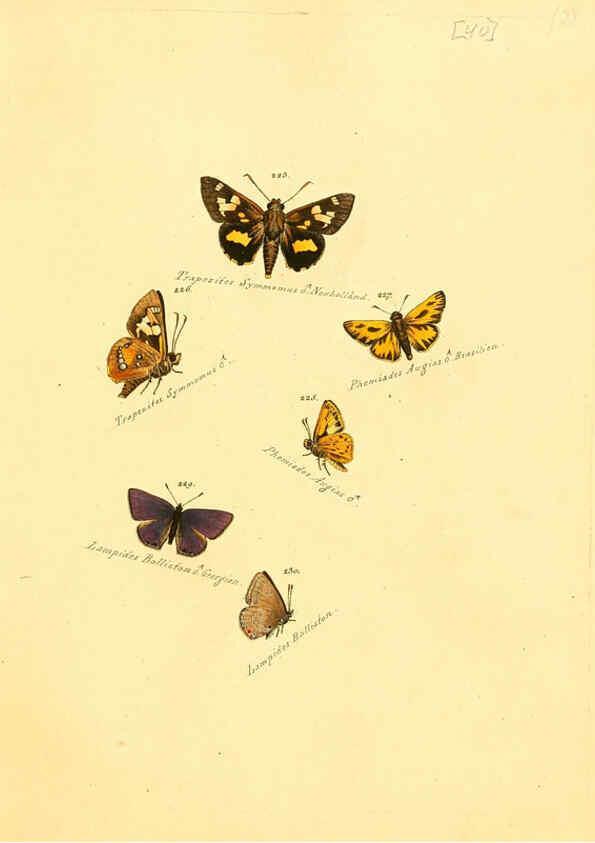 Reproducción/Reproduction 6106333956: Zuträge zur Sammlung exotischer Schmettlinge [sic] atlas Augsburg :bey dem Verfasser zu finden,1818-1837