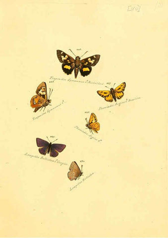 Reproducción/Reproduction 6106333956: Zuträge zur Sammlung exotischer Schmettlinge [sic] atlas Augsburg :bey dem Verfasser zu finden,1818-1837