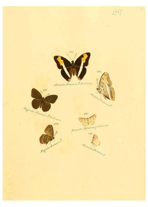 Reproducción/Reproduction 6105790009: Zuträge zur Sammlung exotischer Schmettlinge [sic] atlas Augsburg :bey dem Verfasser zu finden,1818-1837