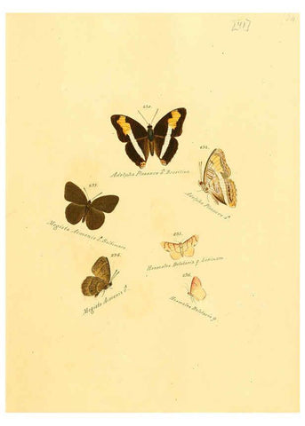 Reproducción/Reproduction 6105790009: Zuträge zur Sammlung exotischer Schmettlinge [sic] atlas Augsburg :bey dem Verfasser zu finden,1818-1837