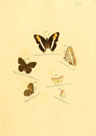 Reproducción/Reproduction 6105790009: Zuträge zur Sammlung exotischer Schmettlinge [sic] atlas Augsburg :bey dem Verfasser zu finden,1818-1837