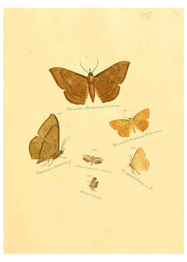 Reproducción/Reproduction 6106334554: Zuträge zur Sammlung exotischer Schmettlinge [sic] atlas Augsburg :bey dem Verfasser zu finden,1818-1837