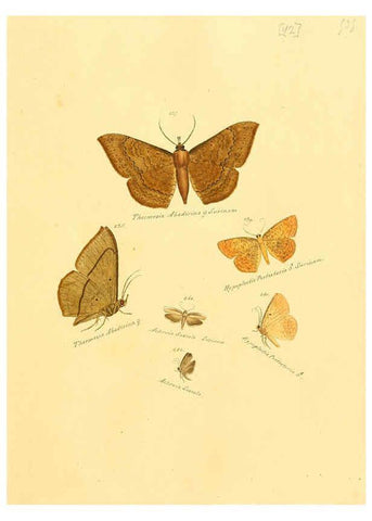 Reproducción/Reproduction 6106334554: Zuträge zur Sammlung exotischer Schmettlinge [sic] atlas Augsburg :bey dem Verfasser zu finden,1818-1837