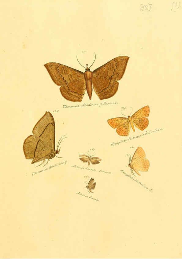 Reproducción/Reproduction 6106334554: Zuträge zur Sammlung exotischer Schmettlinge [sic] atlas Augsburg :bey dem Verfasser zu finden,1818-1837