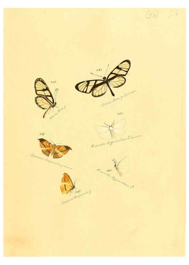 Reproducción/Reproduction 6105790739: Zuträge zur Sammlung exotischer Schmettlinge [sic] atlas Augsburg :bey dem Verfasser zu finden,1818-1837