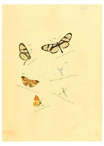 Reproducción/Reproduction 6105790739: Zuträge zur Sammlung exotischer Schmettlinge [sic] atlas Augsburg :bey dem Verfasser zu finden,1818-1837