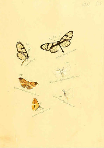 Reproducción/Reproduction 6105790739: Zuträge zur Sammlung exotischer Schmettlinge [sic] atlas Augsburg :bey dem Verfasser zu finden,1818-1837