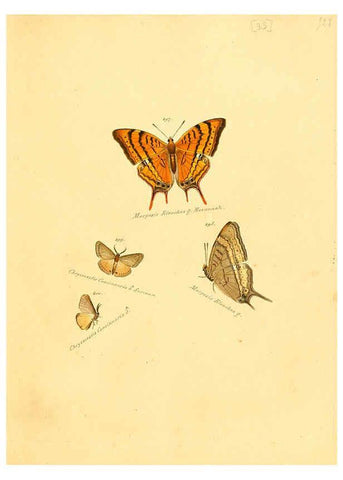 Reproducción/Reproduction 6105788287: Zuträge zur Sammlung exotischer Schmettlinge [sic] atlas Augsburg :bey dem Verfasser zu finden,1818-1837