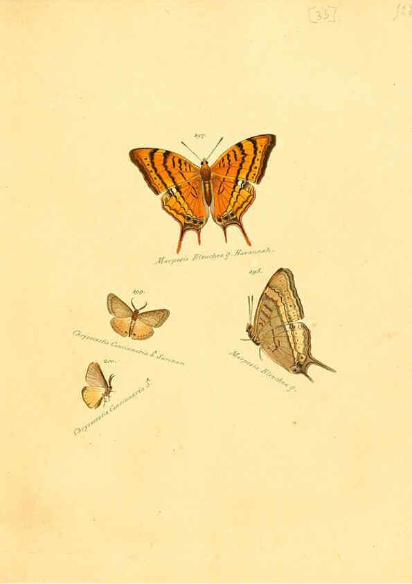 Reproducción/Reproduction 6105788287: Zuträge zur Sammlung exotischer Schmettlinge [sic] atlas Augsburg :bey dem Verfasser zu finden,1818-1837