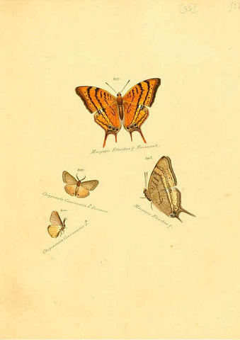 Reproducción/Reproduction 6105788287: Zuträge zur Sammlung exotischer Schmettlinge [sic] atlas Augsburg :bey dem Verfasser zu finden,1818-1837