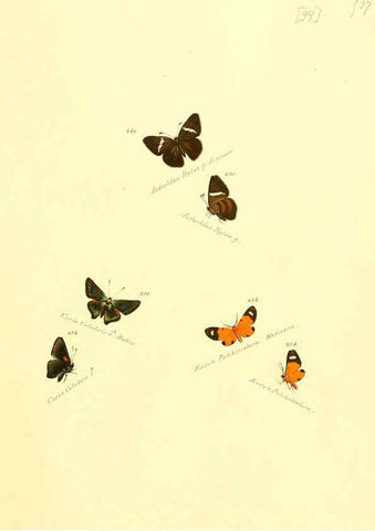 Reproducción/Reproduction 6105790923: Zuträge zur Sammlung exotischer Schmettlinge [sic] atlas Augsburg :bey dem Verfasser zu finden,1818-1837