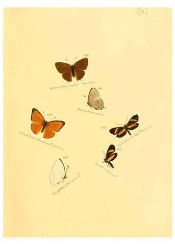 Reproducción/Reproduction 6105791363: Zuträge zur Sammlung exotischer Schmettlinge [sic] atlas Augsburg :bey dem Verfasser zu finden,1818-1837