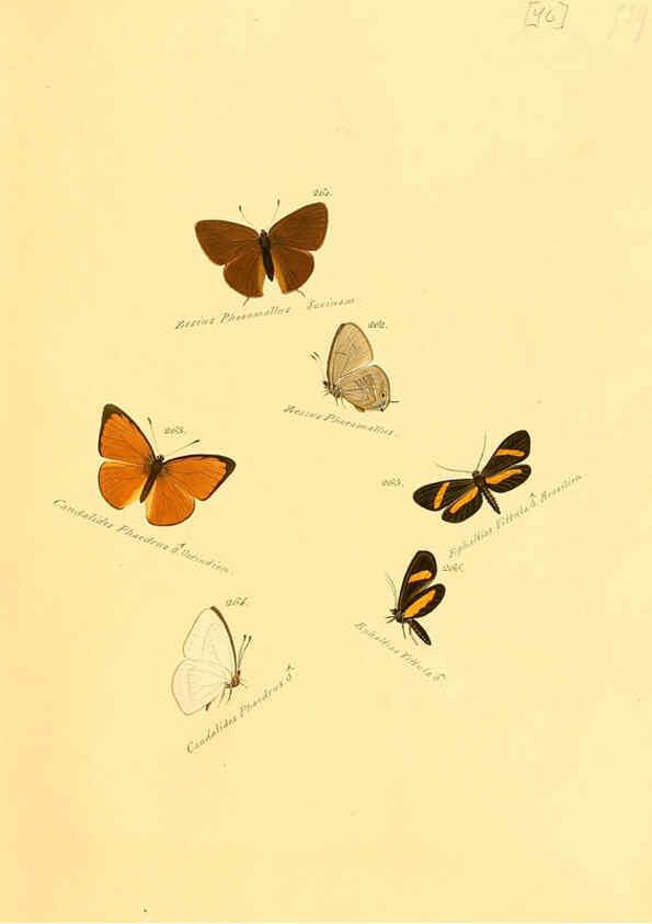 Reproducción/Reproduction 6105791363: Zuträge zur Sammlung exotischer Schmettlinge [sic] atlas Augsburg :bey dem Verfasser zu finden,1818-1837