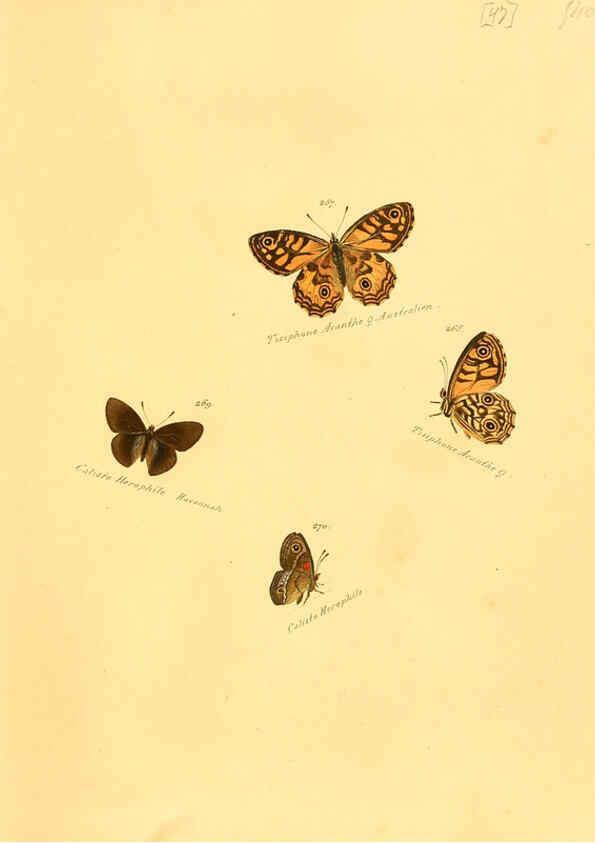 Reproducción/Reproduction 6106336008: Zuträge zur Sammlung exotischer Schmettlinge [sic] atlas Augsburg :bey dem Verfasser zu finden,1818-1837