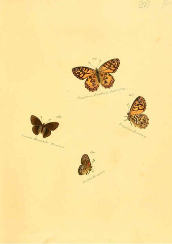 Reproducción/Reproduction 6106336008: Zuträge zur Sammlung exotischer Schmettlinge [sic] atlas Augsburg :bey dem Verfasser zu finden,1818-1837