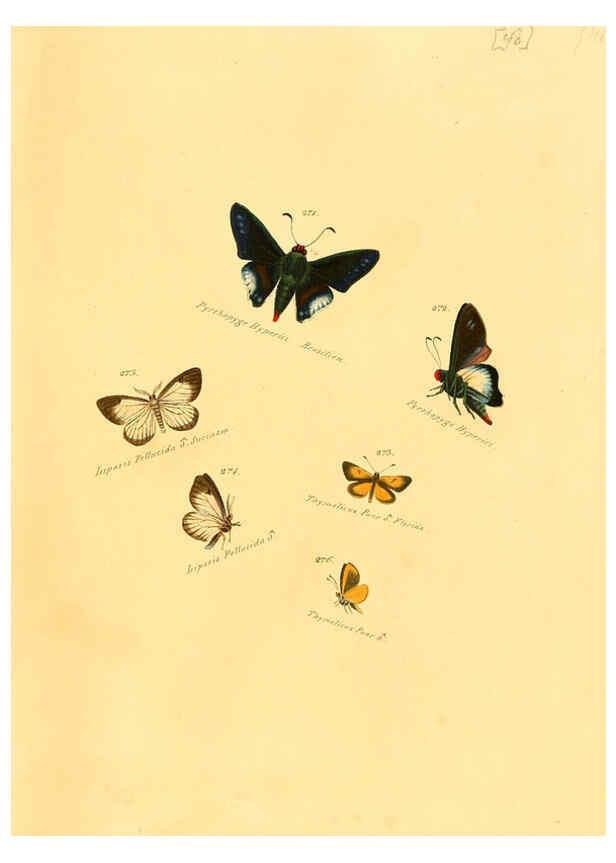 Reproducción/Reproduction 6105791879: Zuträge zur Sammlung exotischer Schmettlinge [sic] atlas Augsburg :bey dem Verfasser zu finden,1818-1837