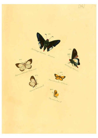 Reproducción/Reproduction 6105791879: Zuträge zur Sammlung exotischer Schmettlinge [sic] atlas Augsburg :bey dem Verfasser zu finden,1818-1837