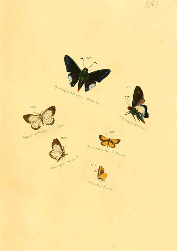 Reproducción/Reproduction 6105791879: Zuträge zur Sammlung exotischer Schmettlinge [sic] atlas Augsburg :bey dem Verfasser zu finden,1818-1837