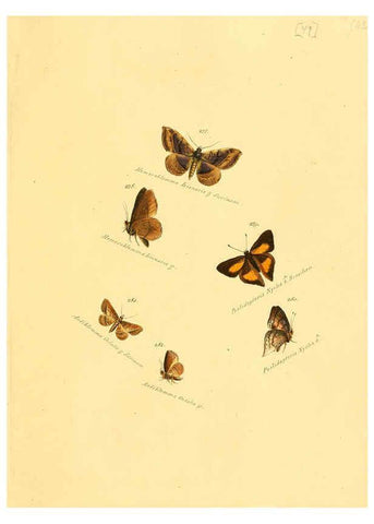 Reproducción/Reproduction 6106336664: Zuträge zur Sammlung exotischer Schmettlinge [sic] atlas Augsburg :bey dem Verfasser zu finden,1818-1837