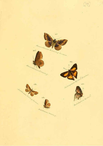 Reproducción/Reproduction 6106336664: Zuträge zur Sammlung exotischer Schmettlinge [sic] atlas Augsburg :bey dem Verfasser zu finden,1818-1837