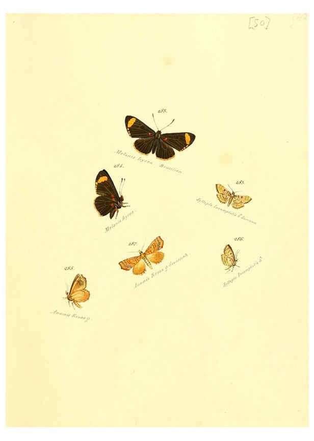 Reproducción/Reproduction 6105792479: Zuträge zur Sammlung exotischer Schmettlinge [sic] atlas Augsburg :bey dem Verfasser zu finden,1818-1837