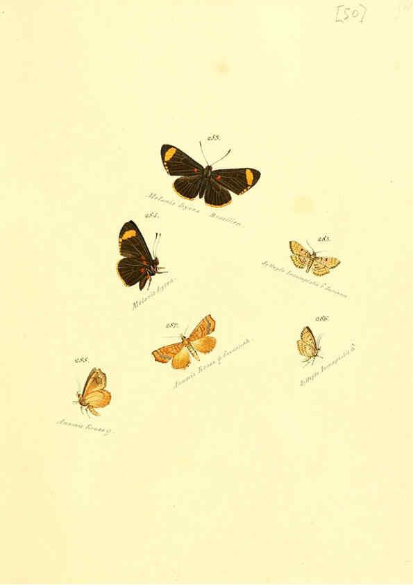 Reproducción/Reproduction 6105792479: Zuträge zur Sammlung exotischer Schmettlinge [sic] atlas Augsburg :bey dem Verfasser zu finden,1818-1837
