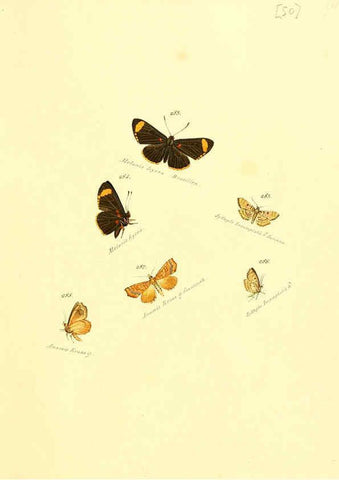 Reproducción/Reproduction 6105792479: Zuträge zur Sammlung exotischer Schmettlinge [sic] atlas Augsburg :bey dem Verfasser zu finden,1818-1837