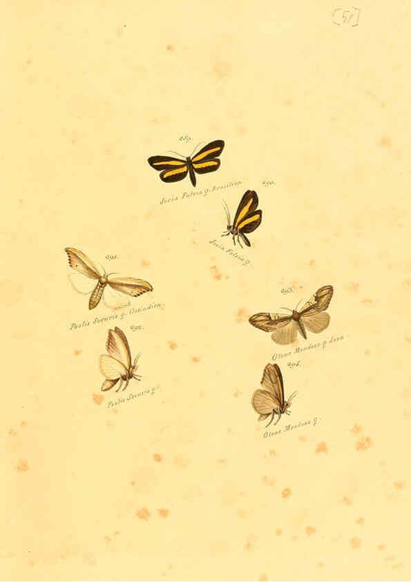 Reproducción/Reproduction 6106337048: Zuträge zur Sammlung exotischer Schmettlinge [sic] atlas Augsburg :bey dem Verfasser zu finden,1818-1837