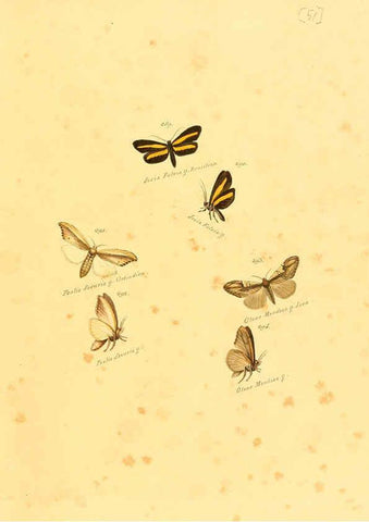 Reproducción/Reproduction 6106337048: Zuträge zur Sammlung exotischer Schmettlinge [sic] atlas Augsburg :bey dem Verfasser zu finden,1818-1837