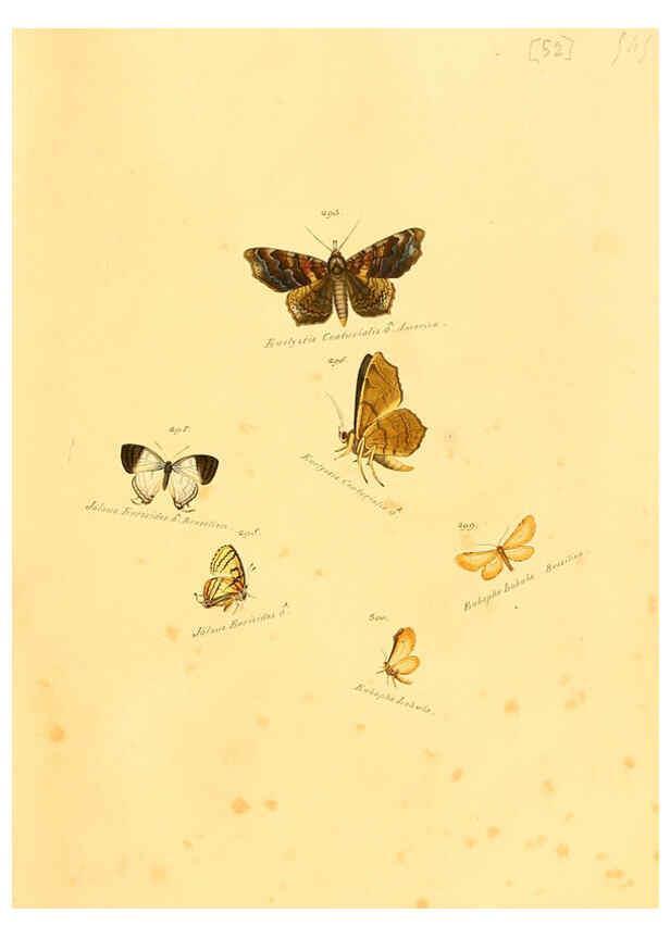 Reproducción/Reproduction 6106337318: Zuträge zur Sammlung exotischer Schmettlinge [sic] atlas Augsburg :bey dem Verfasser zu finden,1818-1837