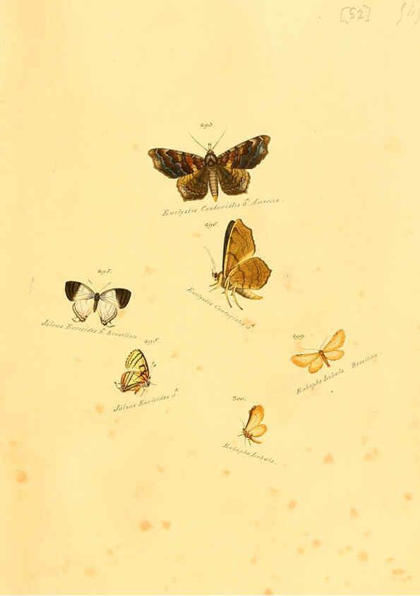 Reproducción/Reproduction 6106337318: Zuträge zur Sammlung exotischer Schmettlinge [sic] atlas Augsburg :bey dem Verfasser zu finden,1818-1837