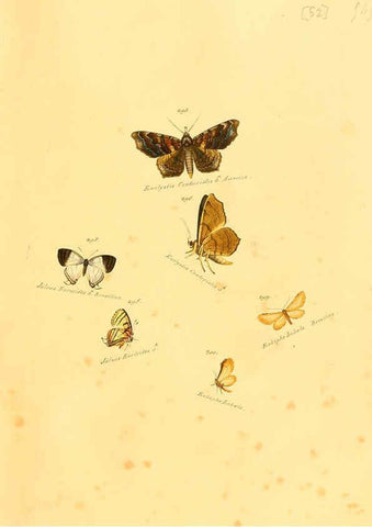 Reproducción/Reproduction 6106337318: Zuträge zur Sammlung exotischer Schmettlinge [sic] atlas Augsburg :bey dem Verfasser zu finden,1818-1837