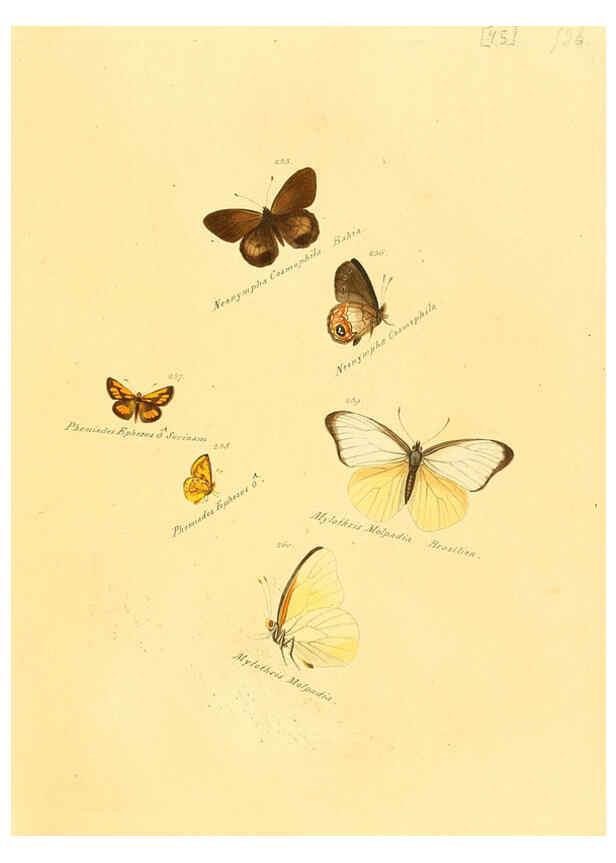 Reproducción/Reproduction 6105791179: Zuträge zur Sammlung exotischer Schmettlinge [sic] atlas Augsburg :bey dem Verfasser zu finden,1818-1837