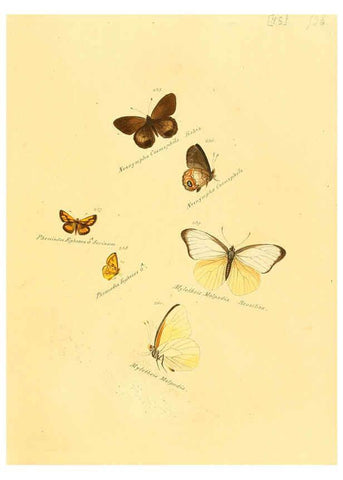 Reproducción/Reproduction 6105791179: Zuträge zur Sammlung exotischer Schmettlinge [sic] atlas Augsburg :bey dem Verfasser zu finden,1818-1837