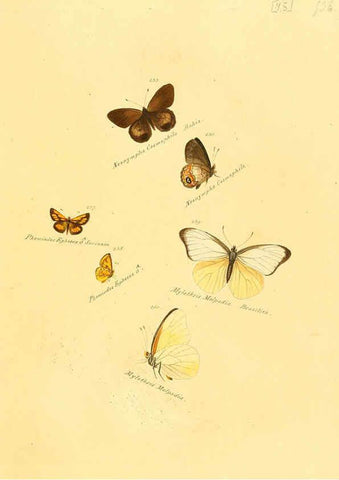 Reproducción/Reproduction 6105791179: Zuträge zur Sammlung exotischer Schmettlinge [sic] atlas Augsburg :bey dem Verfasser zu finden,1818-1837