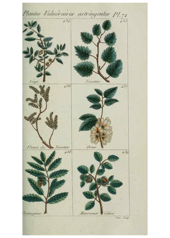 Reproducción/Reproduction 6104006854: Plantes usuelles, indigènes et exotiques Paris :Duprat-Duverger,1809