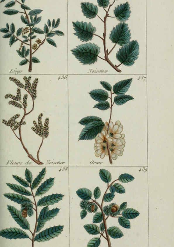 Reproducción/Reproduction 6104006854: Plantes usuelles, indigènes et exotiques Paris :Duprat-Duverger,1809