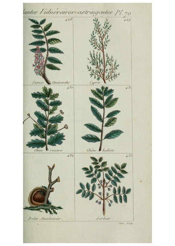 Reproducción/Reproduction 6103459505: Plantes usuelles, indigènes et exotiques Paris :Duprat-Duverger,1809