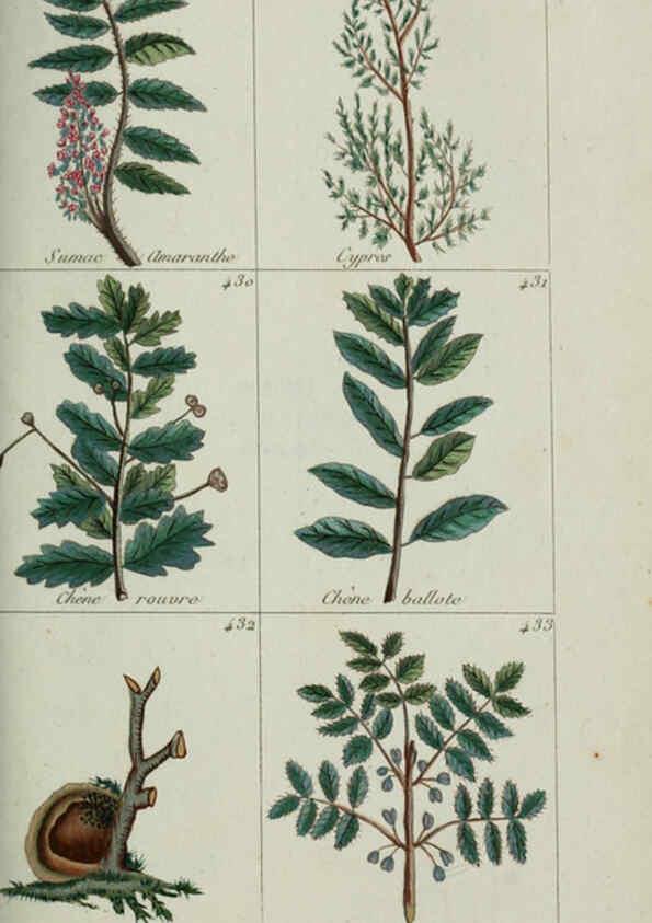 Reproducción/Reproduction 6103459505: Plantes usuelles, indigènes et exotiques Paris :Duprat-Duverger,1809