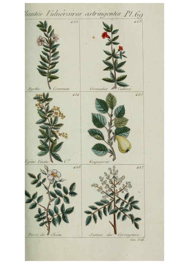 Reproducción/Reproduction 6103459279: Plantes usuelles, indigènes et exotiques Paris :Duprat-Duverger,1809
