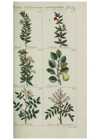 Reproducción/Reproduction 6103459279: Plantes usuelles, indigènes et exotiques Paris :Duprat-Duverger,1809