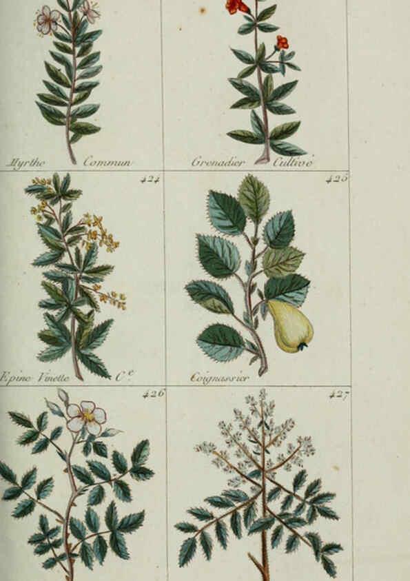 Reproducción/Reproduction 6103459279: Plantes usuelles, indigènes et exotiques Paris :Duprat-Duverger,1809