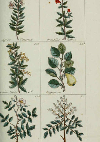 Reproducción/Reproduction 6103459279: Plantes usuelles, indigènes et exotiques Paris :Duprat-Duverger,1809