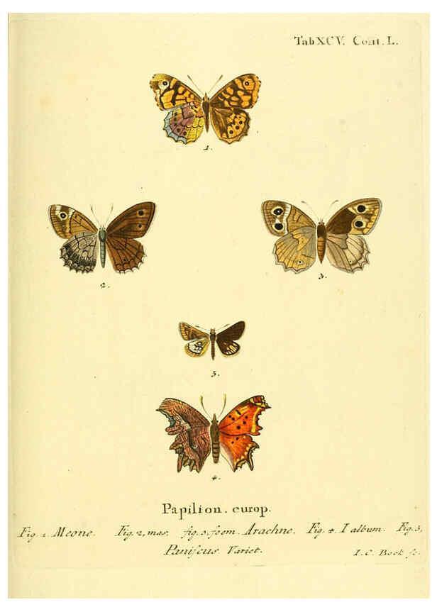 Reproducción/Reproduction 6102777073: Die Schmetterlinge in Abbildungen nach der Natur. v.1 plates. Leipzig :T.O. Weigel,[1829-1839] 